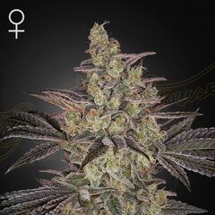Frosted Guava Auto, Фасовка: 3